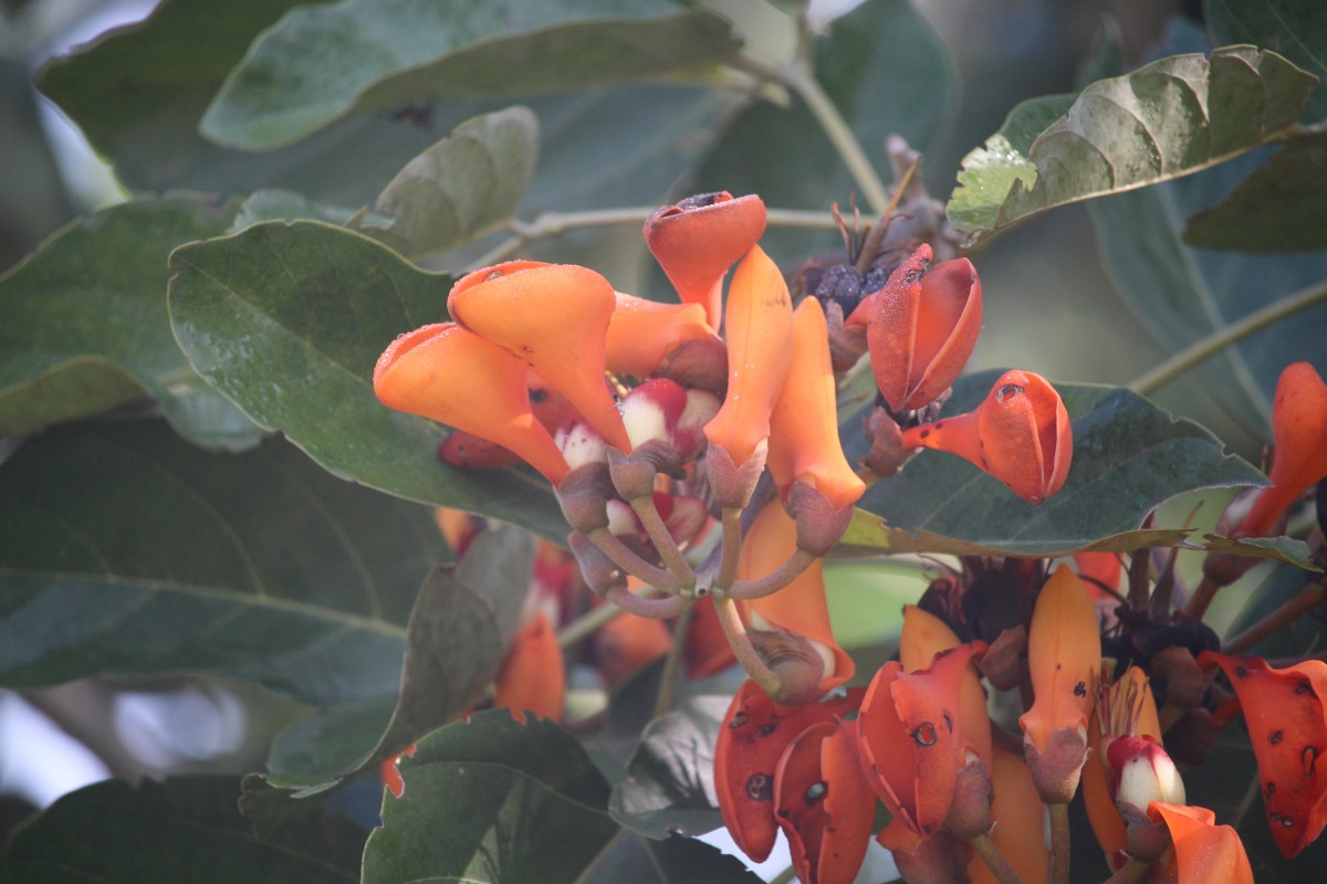 Erythrina fusca Lour.